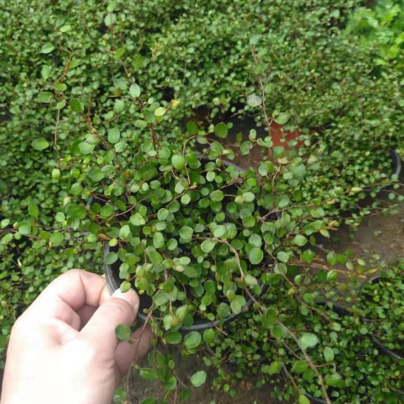 千叶吊兰盆栽室内喜阴绿植墙体绿化新房装修净化空气吸甲醛