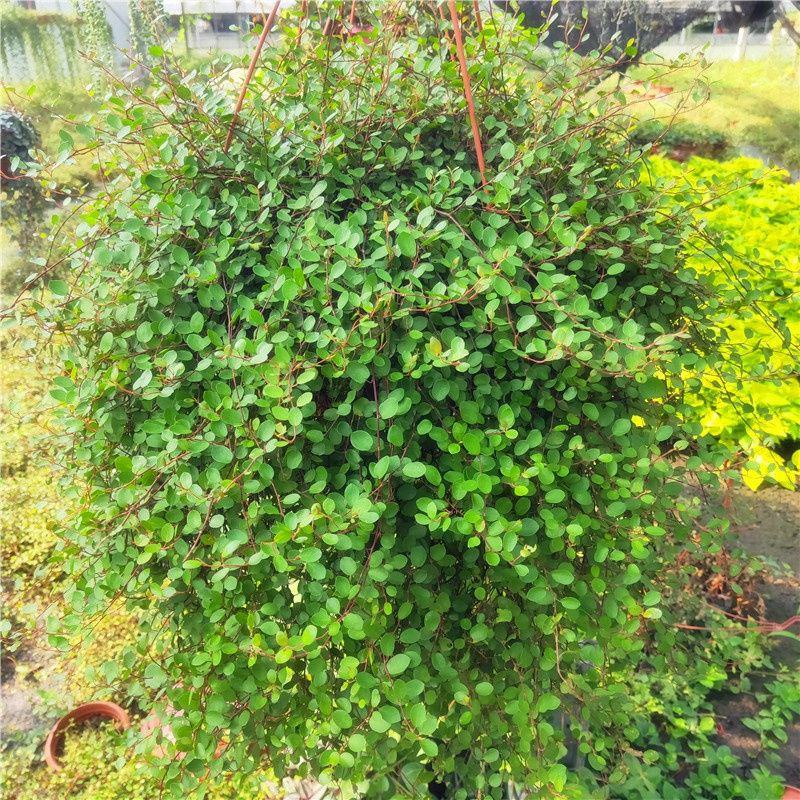 千叶吊兰盆栽室内喜阴绿植墙体绿化新房装修净化空气吸甲醛