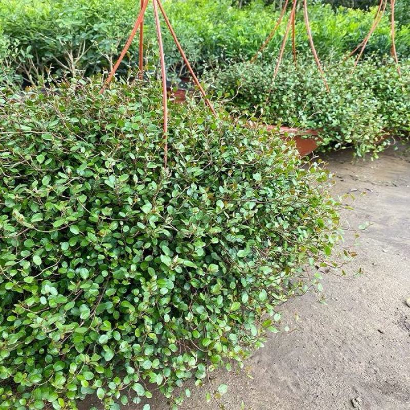 千叶吊兰盆栽室内喜阴绿植墙体绿化新房装修净化空气吸甲醛