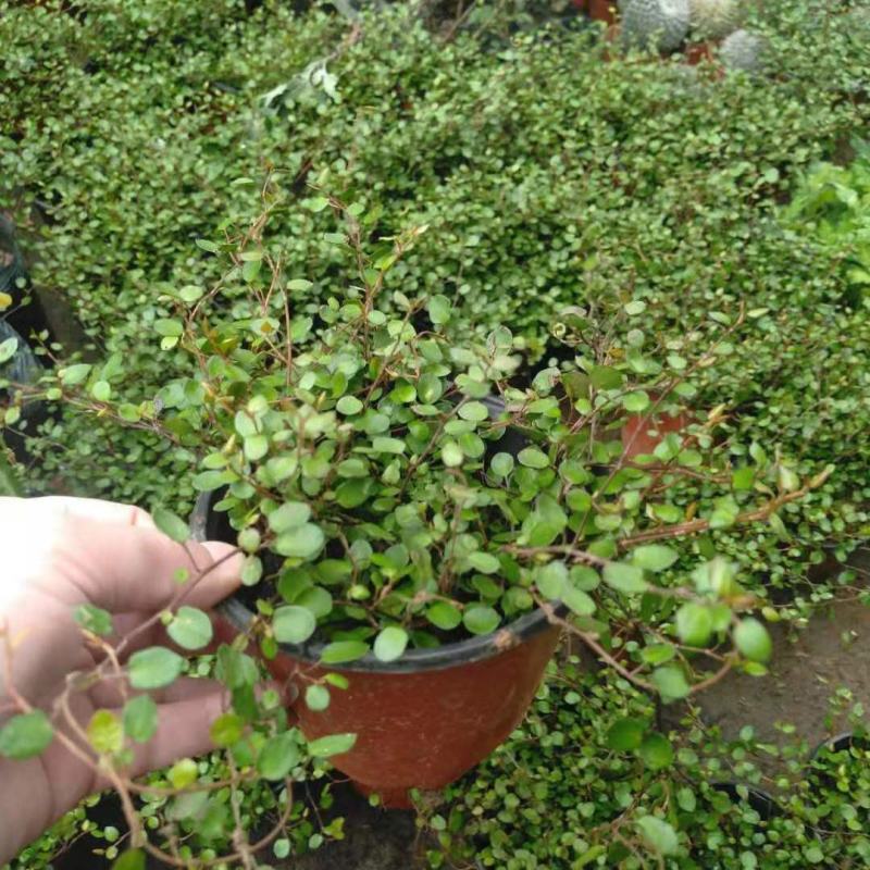 千叶吊兰盆栽室内喜阴绿植墙体绿化新房装修净化空气吸甲醛