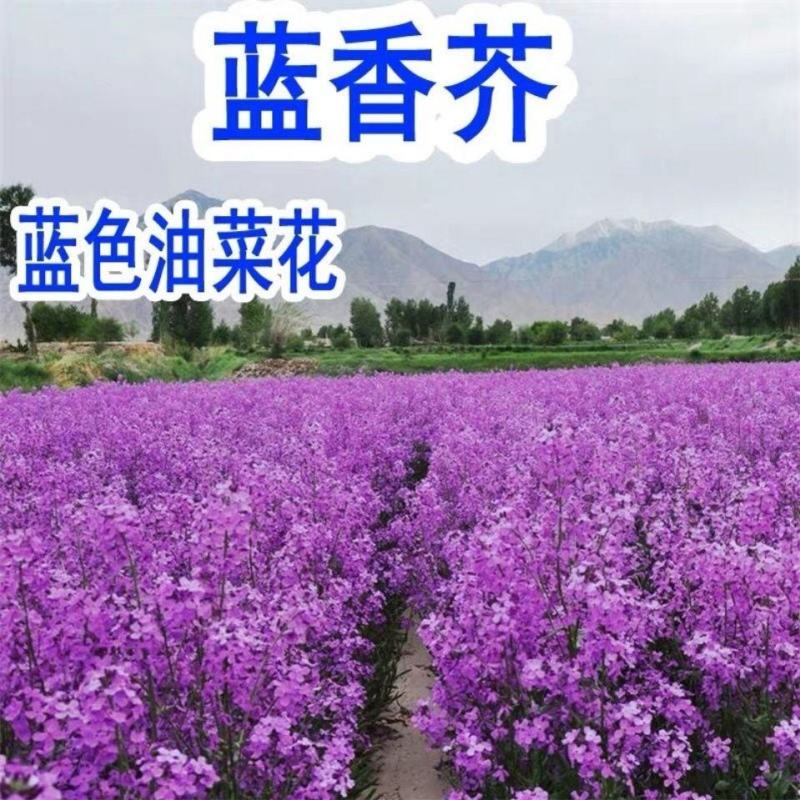 蓝香芥种子兰香芥欧亚香花芥种子耐寒易种花籽庭院耐寒适应性