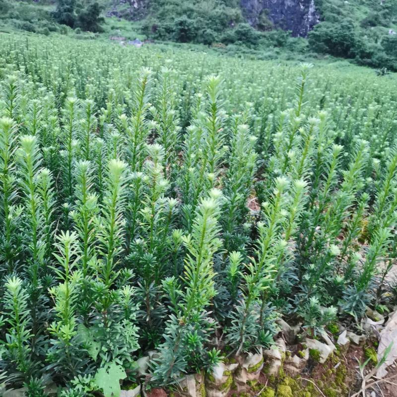 雀舌罗汉松杯苗，大量现货，欢迎实地考察。