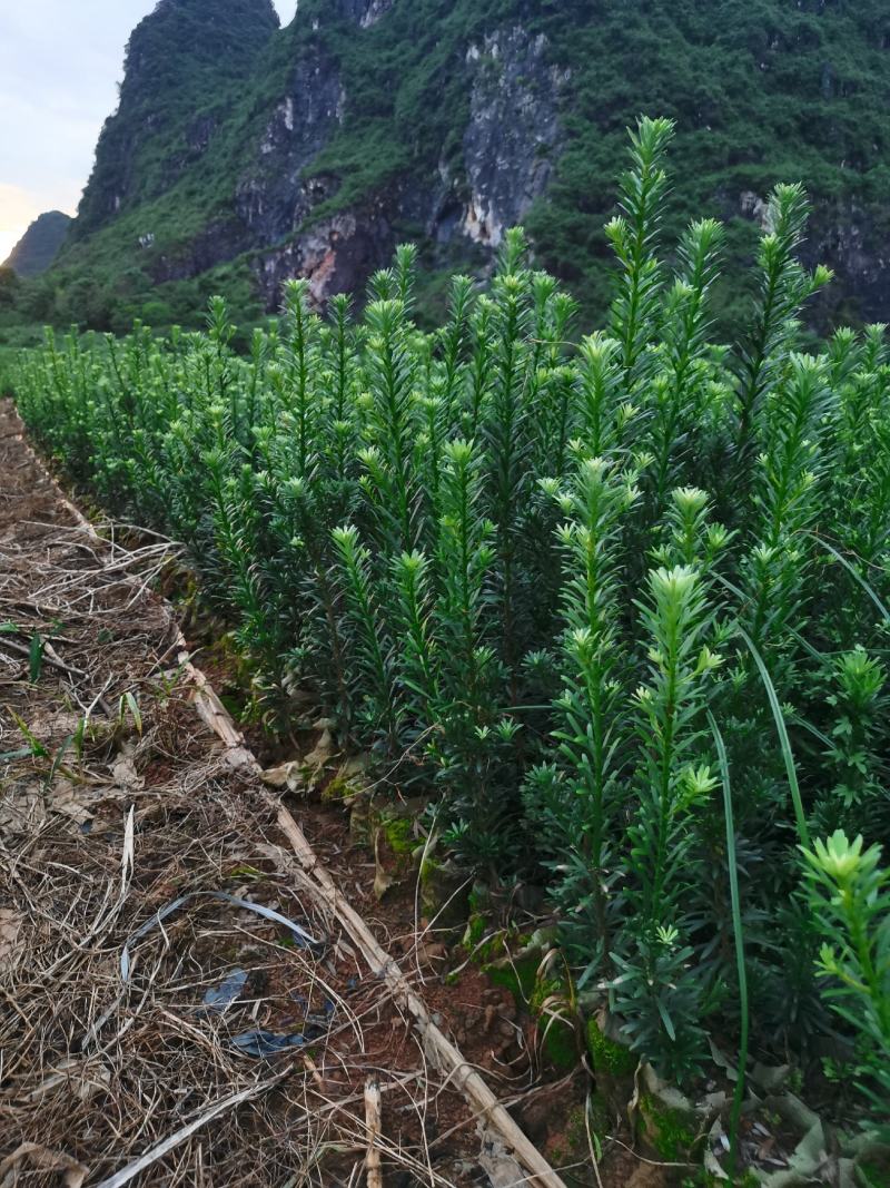 雀舌罗汉松杯苗，大量现货，欢迎实地考察。