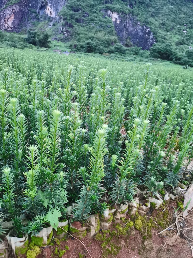 雀舌罗汉松杯苗，大量现货，欢迎实地考察。