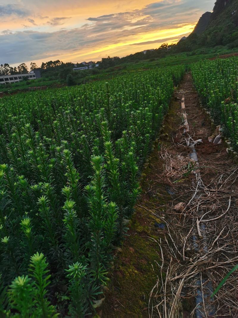 雀舌罗汉松杯苗，大量现货，欢迎实地考察。