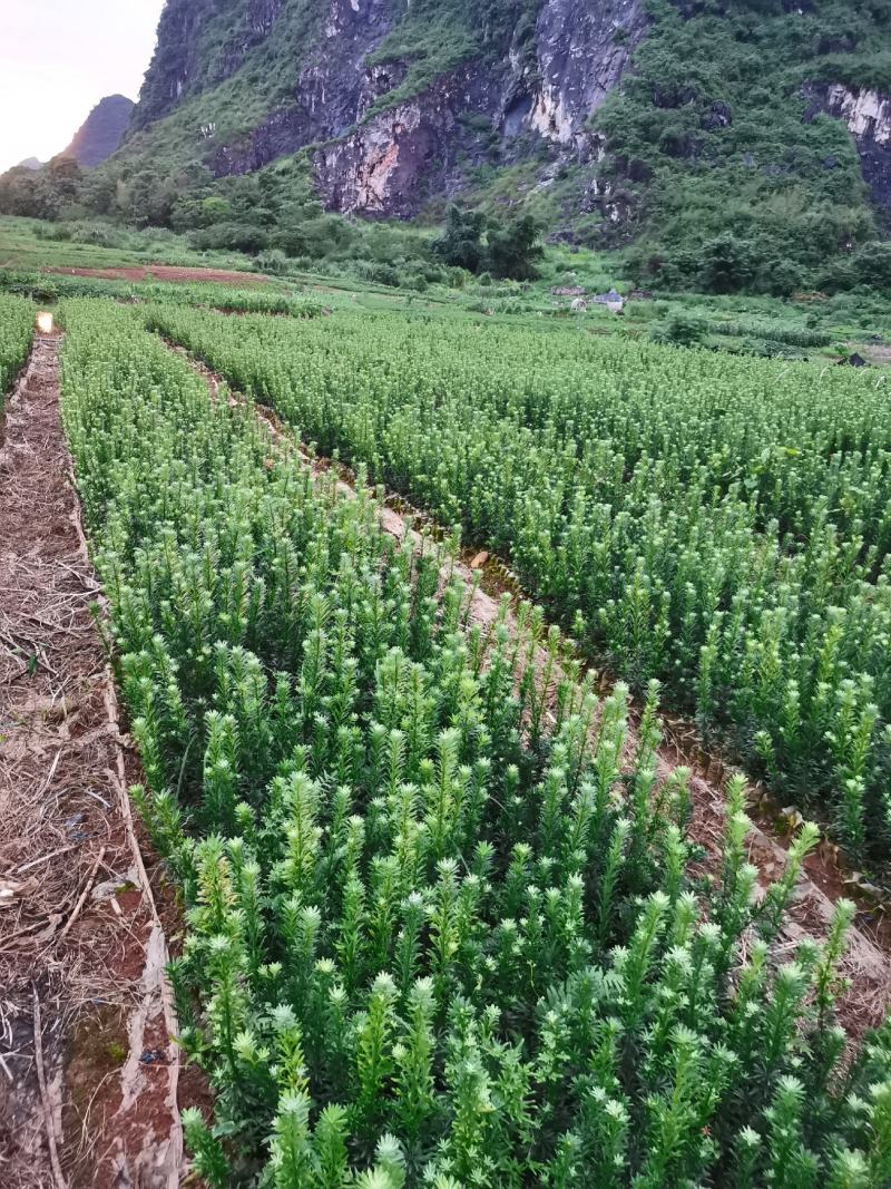 雀舌罗汉松杯苗，大量现货，欢迎实地考察。