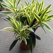 金边百合竹盆栽室内外大型植物阳台客厅高档富贵绿植