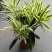 金边百合竹盆栽室内外大型植物阳台客厅高档富贵绿植
