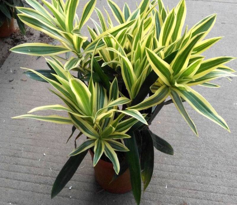 金边百合竹盆栽室内外大型植物阳台客厅高档富贵绿植