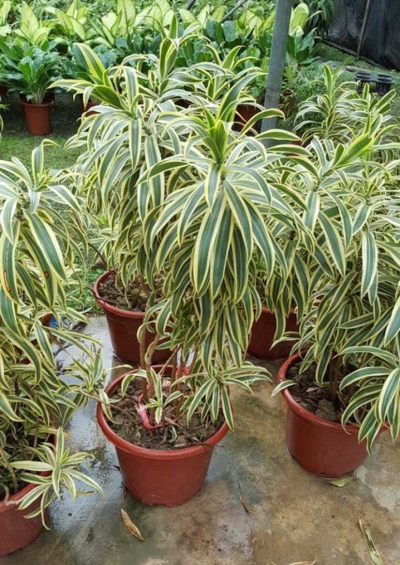 金边百合竹盆栽室内外大型植物阳台客厅高档富贵绿植