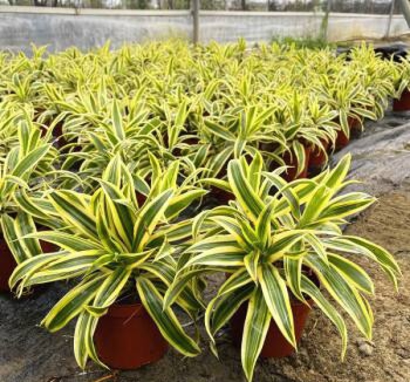 金边百合竹盆栽室内外大型植物阳台客厅高档富贵绿植