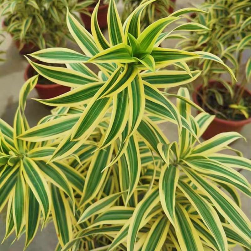 金边百合竹盆栽室内外大型植物阳台客厅高档富贵绿植