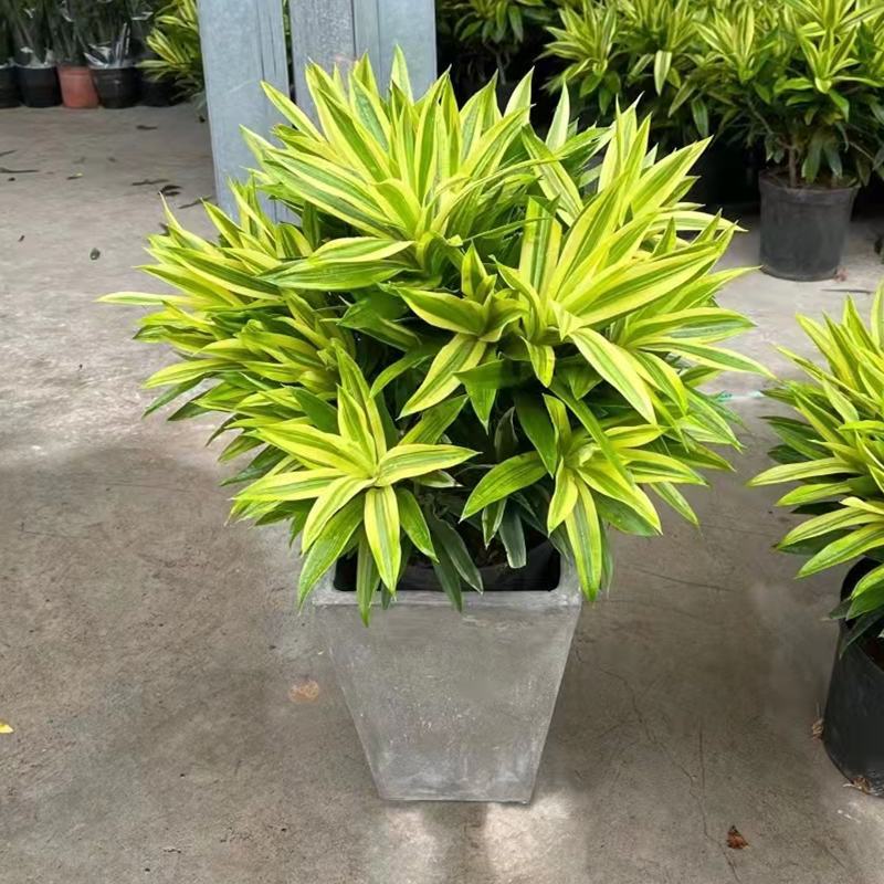 金边百合竹盆栽室内外大型植物阳台客厅高档富贵绿植