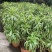 金边百合竹盆栽室内外大型植物阳台客厅高档富贵绿植