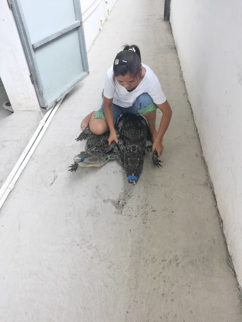 鳄鱼养殖基地一手货源，规格齐全免费技术指导