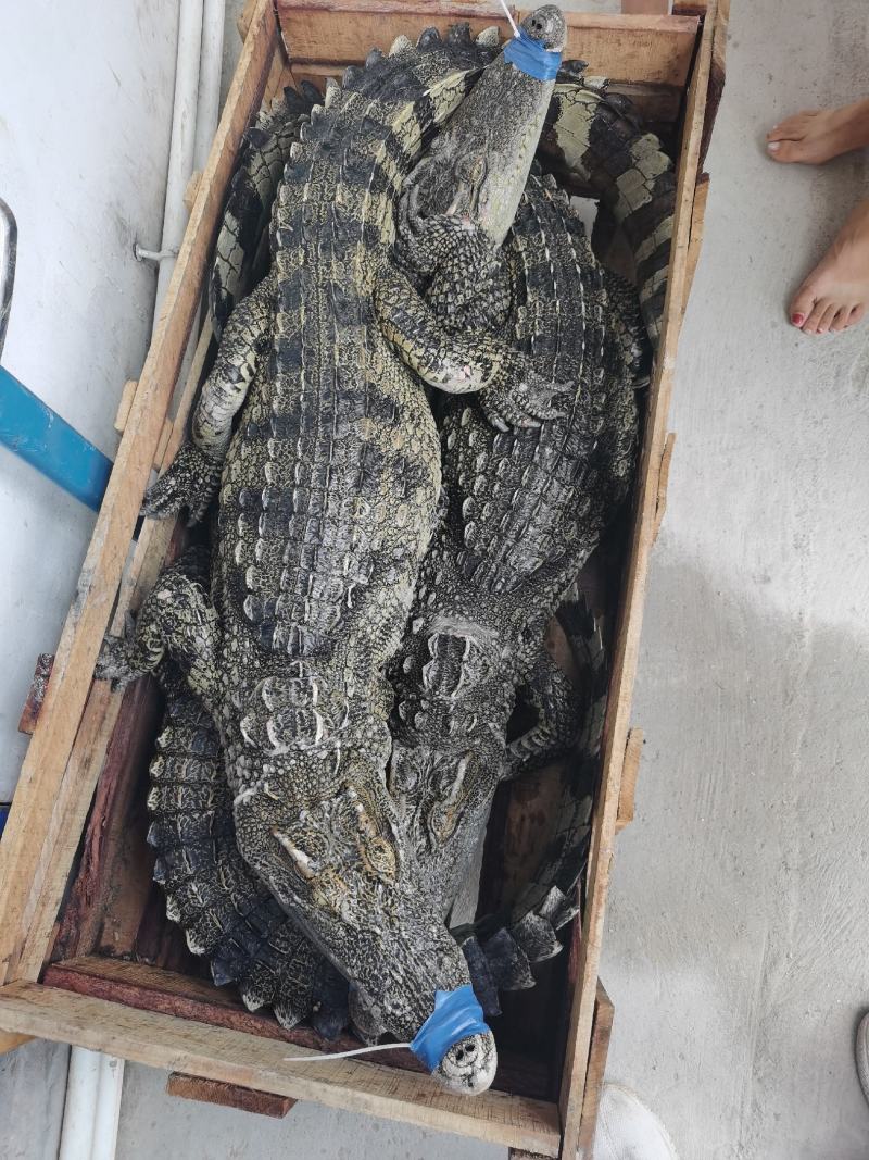 鳄鱼养殖基地一手货源，规格齐全免费技术指导