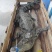 鳄鱼养殖基地一手货源，规格齐全免费技术指导