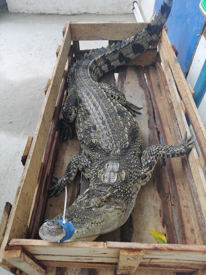 鳄鱼养殖基地一手货源，规格齐全免费技术指导