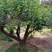 红梅