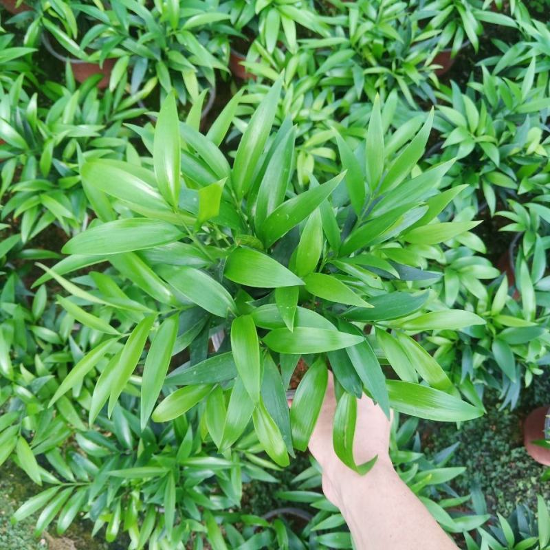 竹柏盆栽植物盆景养办公客厅室内四季常青植物净化空气