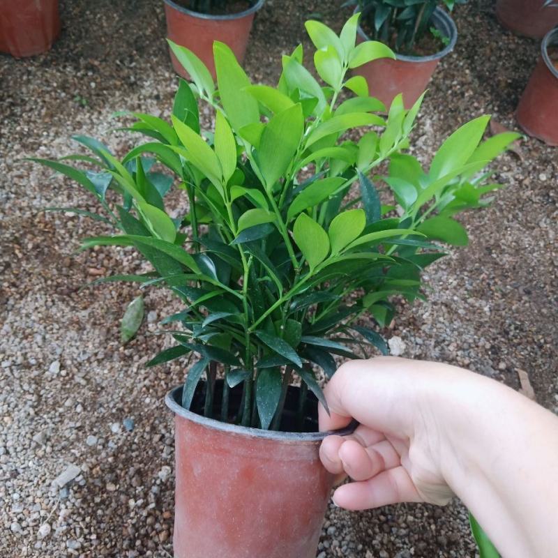 竹柏盆栽植物盆景养办公客厅室内四季常青植物净化空气