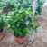 竹柏盆栽植物盆景养办公客厅室内四季常青植物净化空气