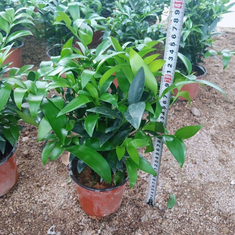 竹柏盆栽植物盆景养办公客厅室内四季常青植物净化空气