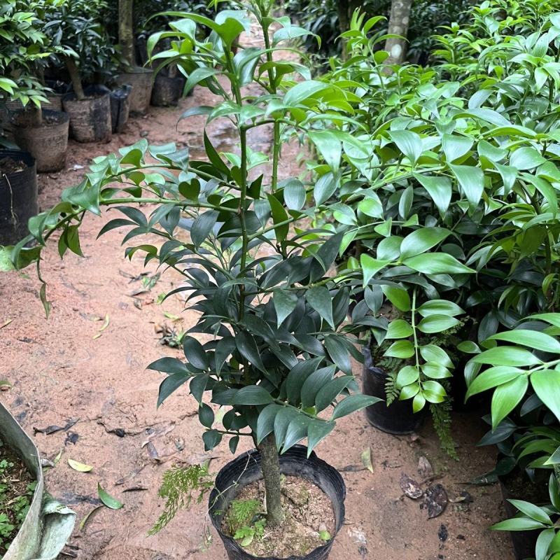 竹柏盆栽植物盆景养办公客厅室内四季常青植物净化空气