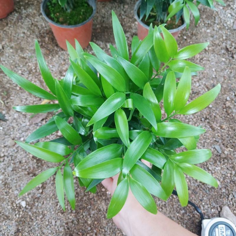 竹柏盆栽植物盆景养办公客厅室内四季常青植物净化空气