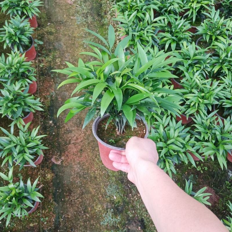 竹柏盆栽植物盆景养办公客厅室内四季常青植物净化空气