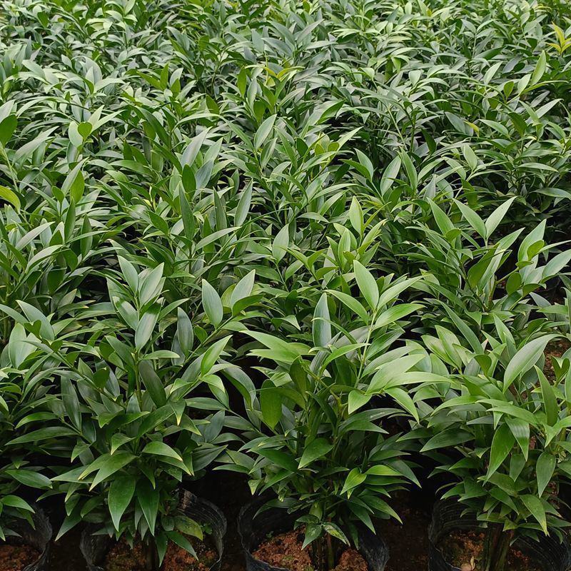 竹柏盆栽植物盆景养办公客厅室内四季常青植物净化空气
