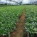竹柏盆栽植物盆景养办公客厅室内四季常青植物净化空气