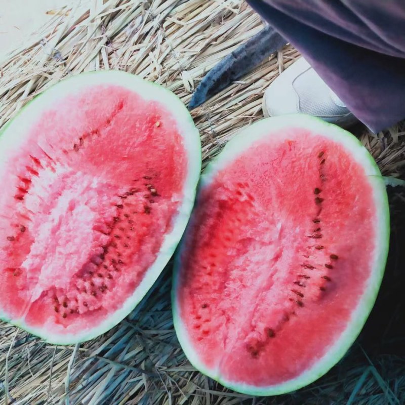 【西瓜批发】夏邑冠龙西瓜批发，植生苗，生茬地