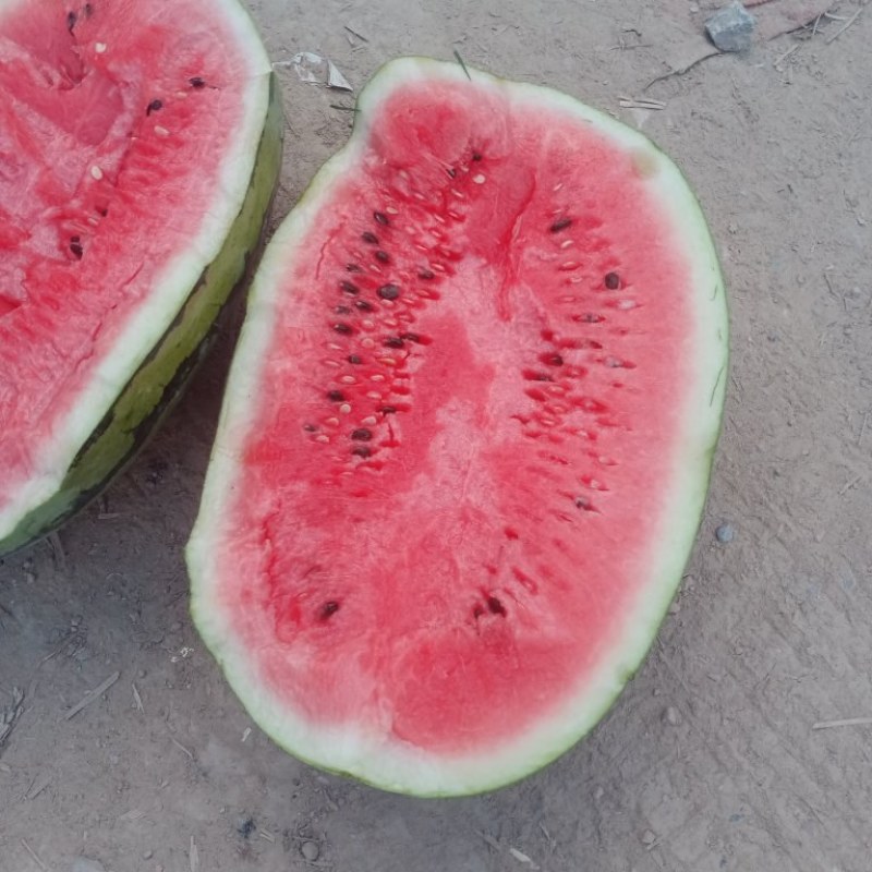 【西瓜批发】夏邑冠龙西瓜批发，植生苗，生茬地