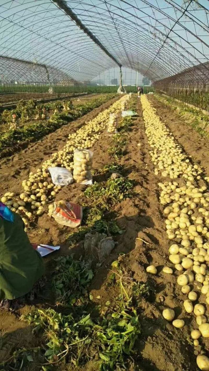 辽宁荷兰十五！实验一号！沃土等！黄心土豆大量有货！