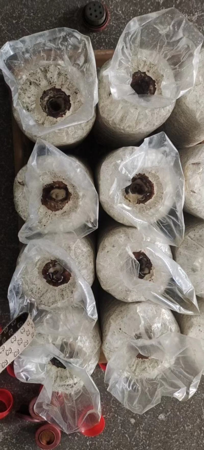 常年生产黑皮鸡枞菌包，保教种植技术，回收蘑菇