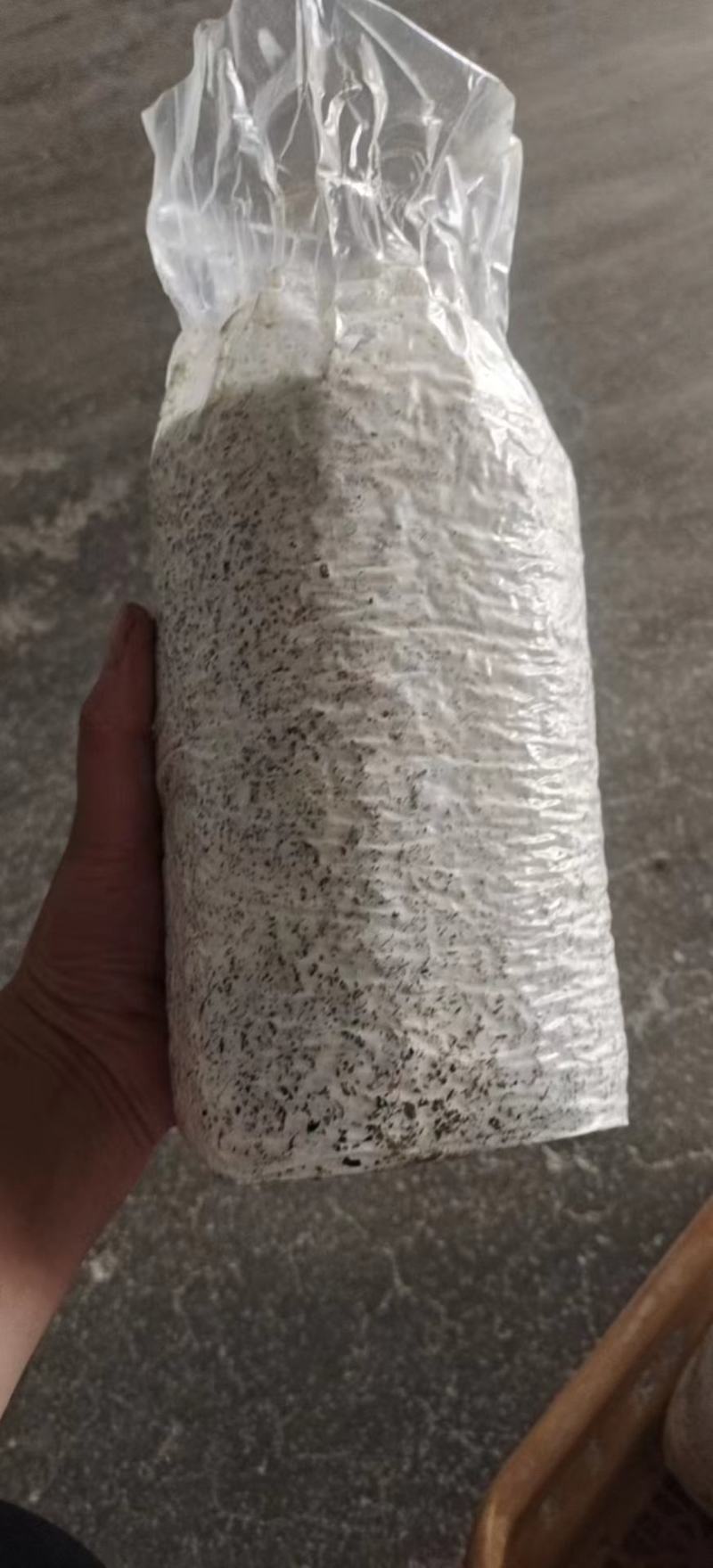 常年生产黑皮鸡枞菌包，保教种植技术，回收蘑菇