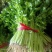 黑山县芹菜香芹
