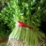 黑山县芹菜香芹