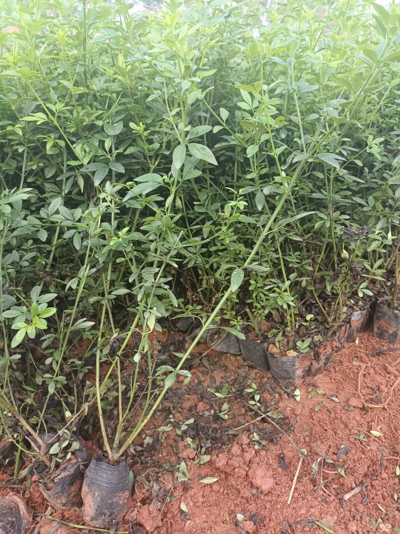 天成林苗圃大量提供中小袋迎春柳，质量有保证！