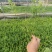 天成林苗圃大量提供中小袋迎春柳，质量有保证！