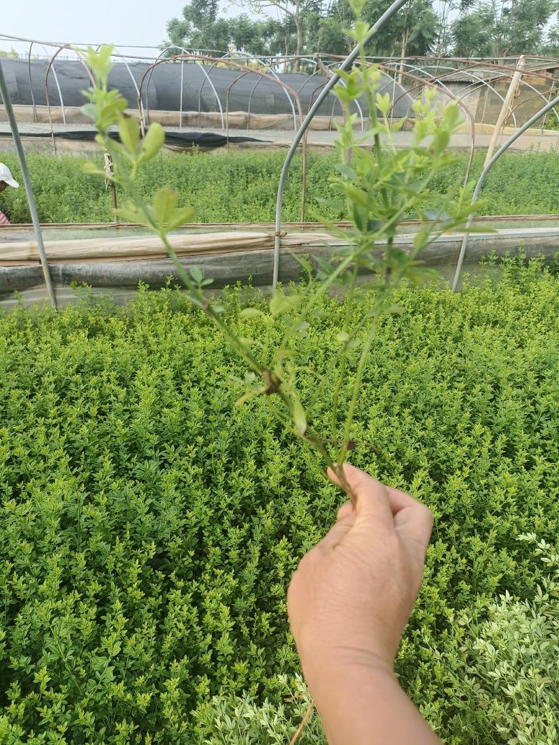 天成林苗圃大量提供中小袋迎春柳，质量有保证！