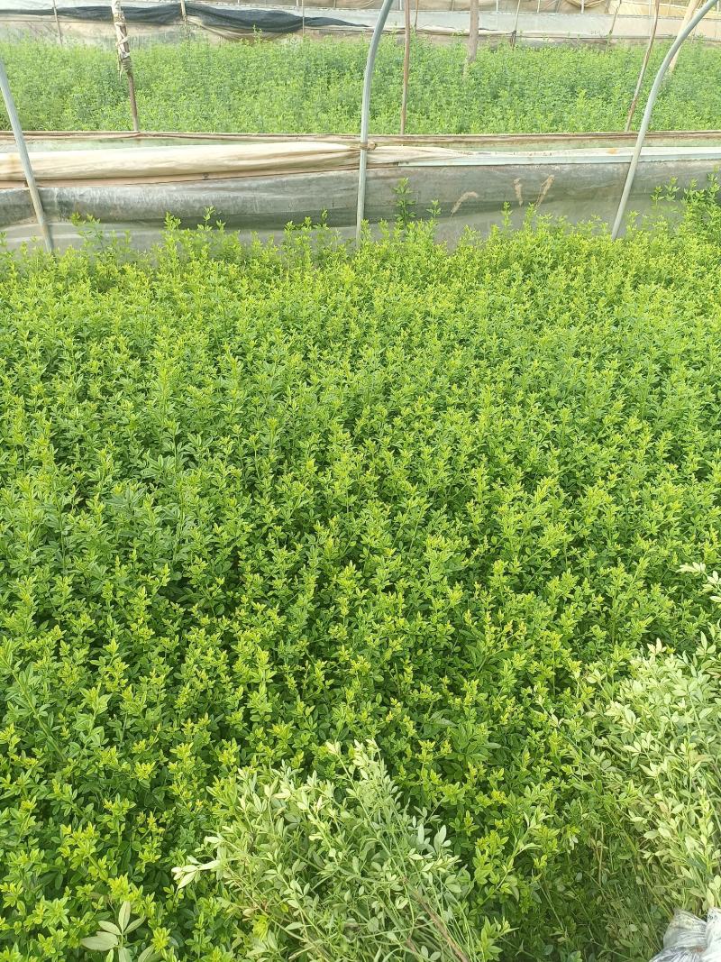天成林苗圃大量提供中小袋迎春柳，质量有保证！