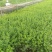 天成林苗圃大量提供中小袋迎春柳，质量有保证！