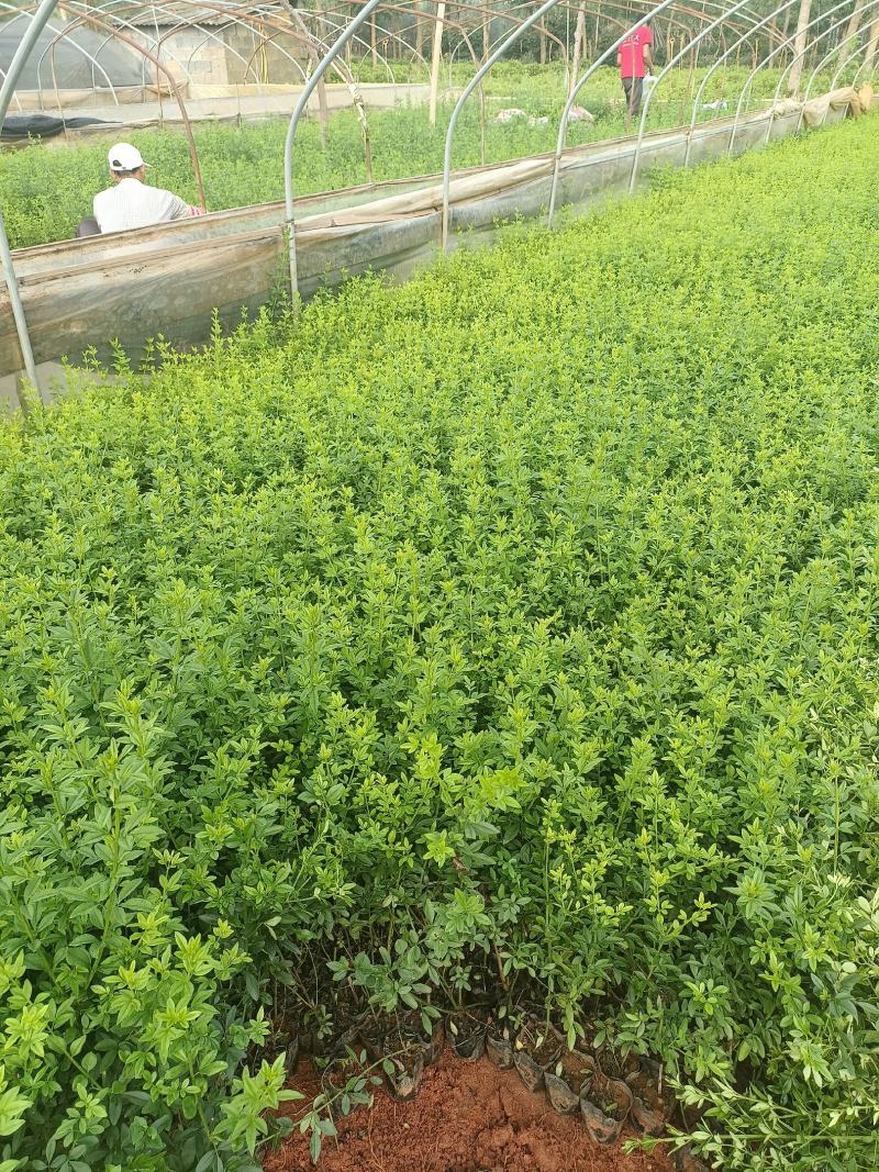 天成林苗圃大量提供中小袋迎春柳，质量有保证！