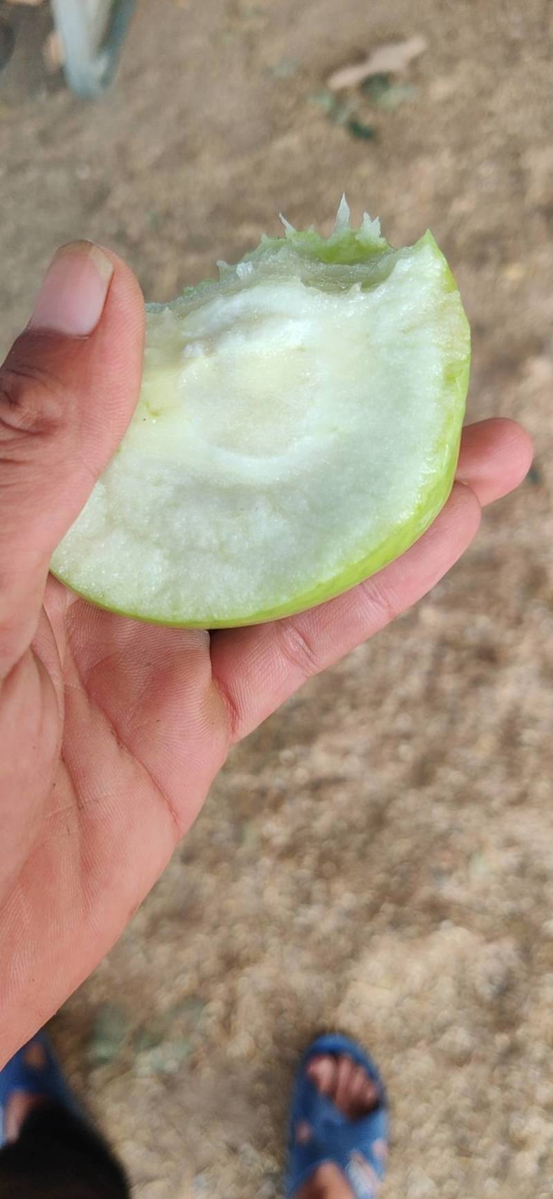 新鲜青果基地，现摘果