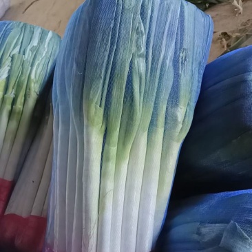 山东大葱铁杆大葱基地便宜供应毛葱净䓤，质量保证，诚信经营