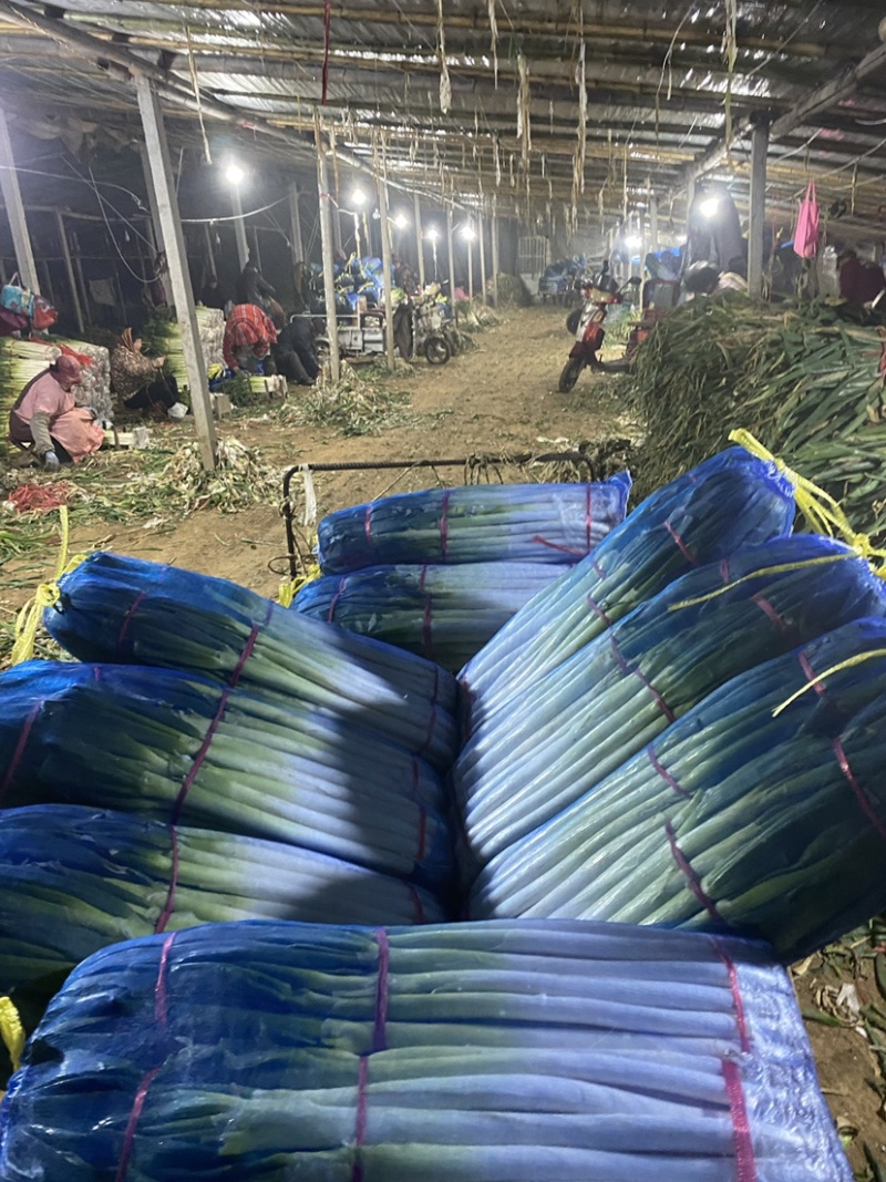 山东大葱铁杆大葱基地便宜供应毛葱净䓤，质量保证，诚信经营