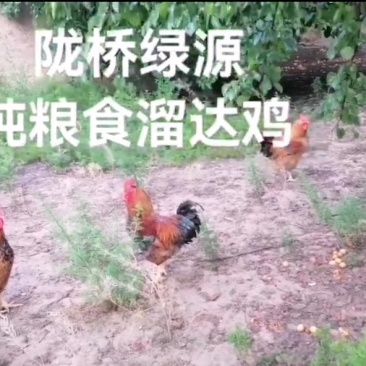 禽畜牧蛋肉