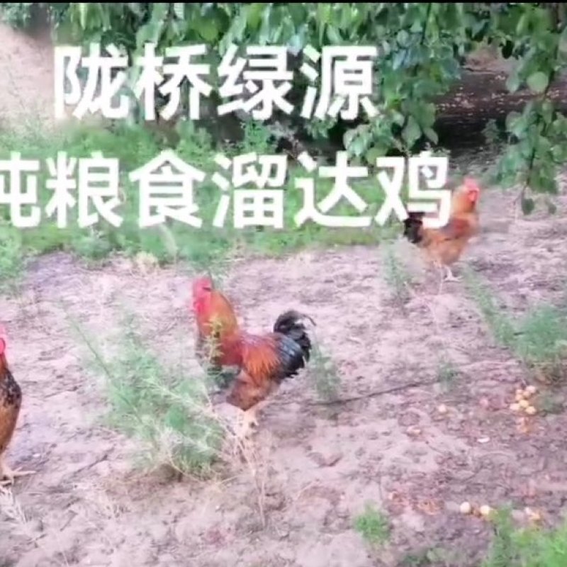 禽畜牧蛋肉